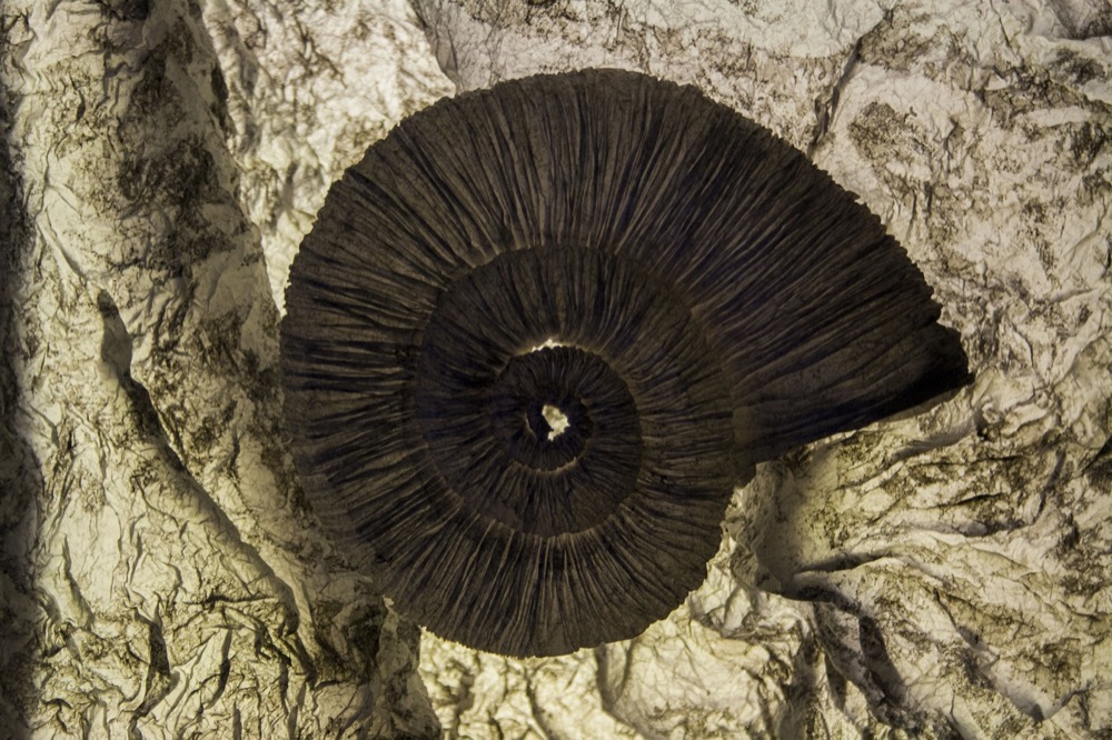 Spirale pliée façon ammonite